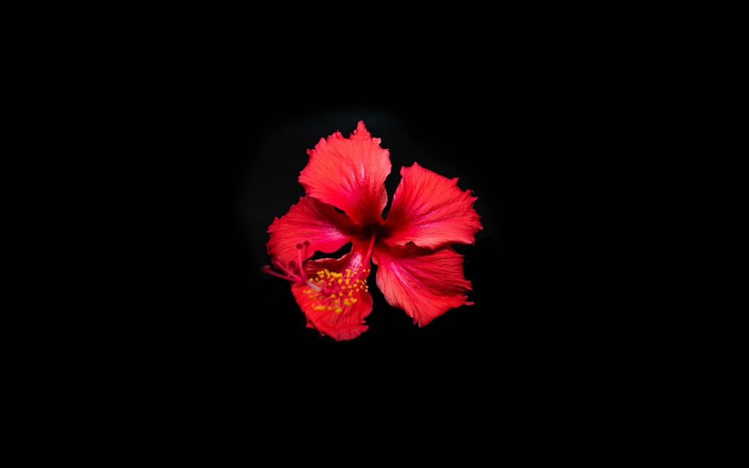 Photo Hibiscus flower
